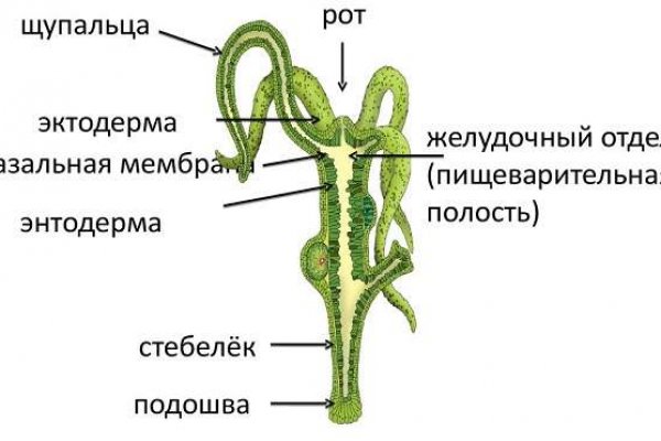 Kit kraken официальный сайт